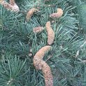 Cedrus deodara chaton male